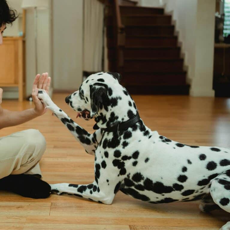 Dog Trainer Rochford