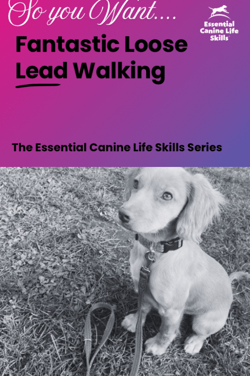 Loose Lead Walking PDF
