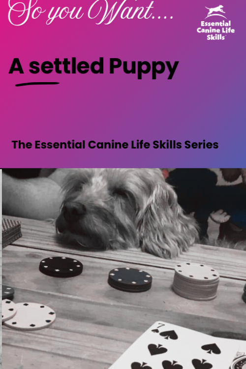 A Settled Puppy PDF
