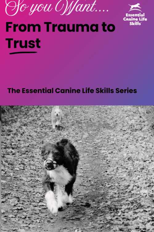 A Guide to Settling Your Foreign Rescue PDF