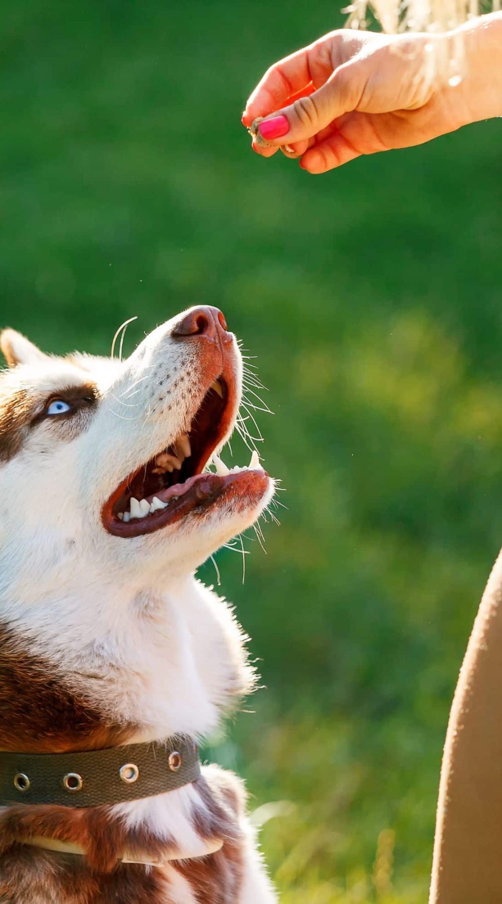 Dog Trainer Chelmsford East