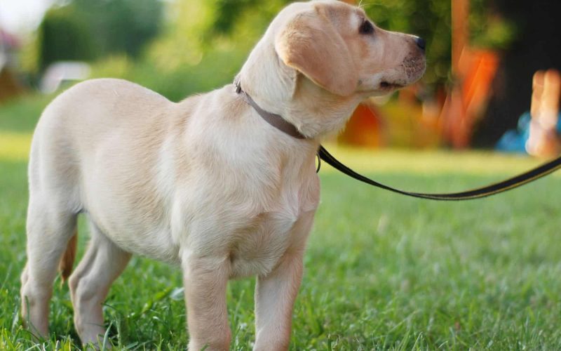 Dog Trainer Thurrock