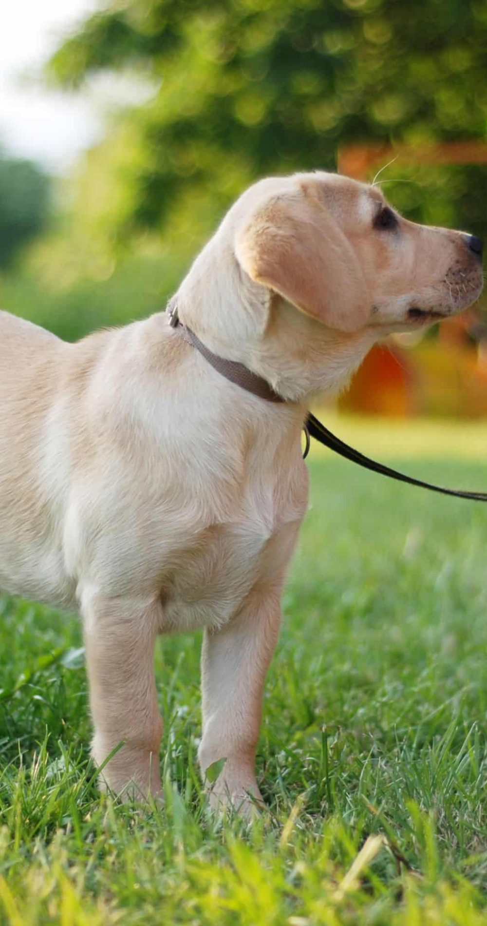 Dog Trainer Thurrock