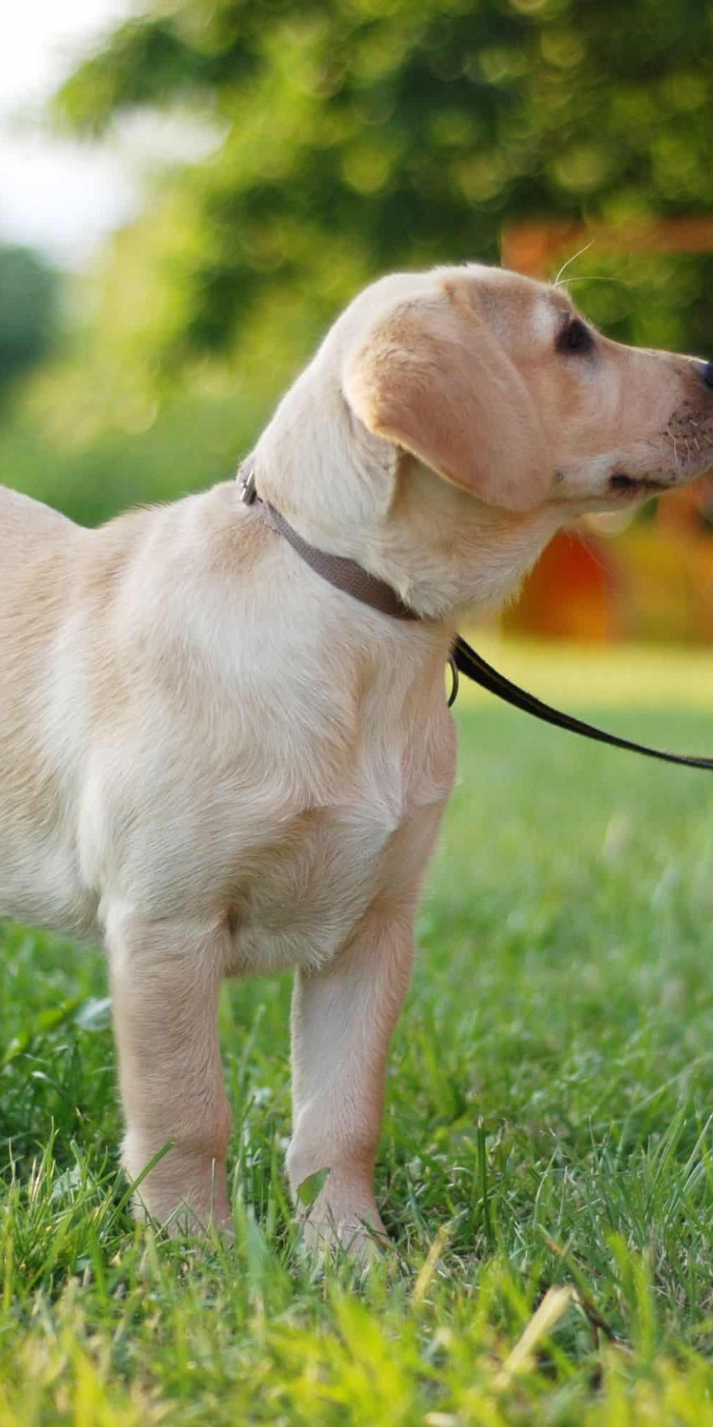 Dog Trainer Thurrock