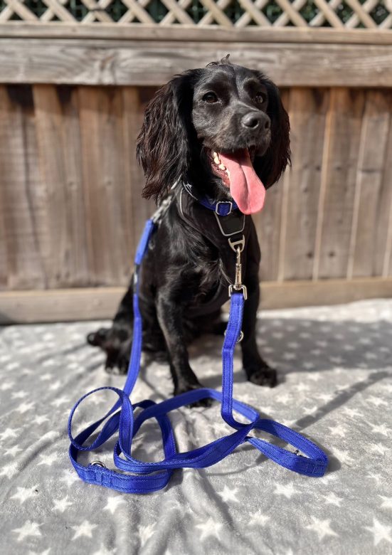 Double Ended Lead - Photo 1