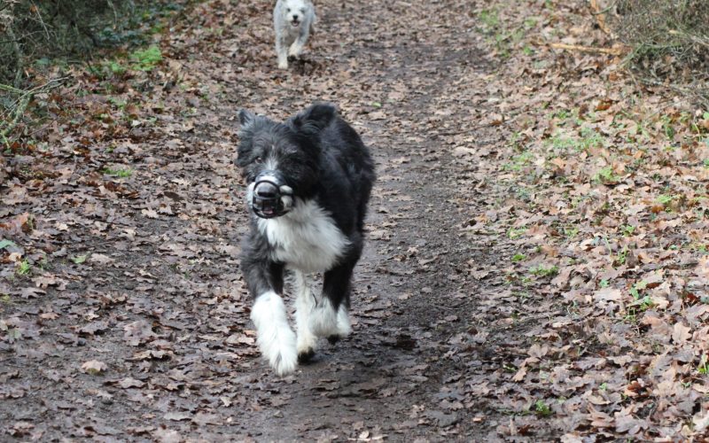 Essex Dog Training - Recall Beth & Kipp